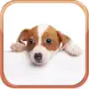 Dog Breeds Trivia Quizzes problems & troubleshooting and solutions