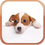 Download Dog Breeds Trivia Quizzes app