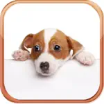 Dog Breeds Trivia Quizzes App Problems