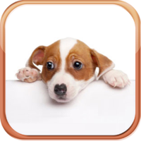 Dog Breeds Trivia Quizzes