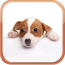 Activities of Dog Breeds Trivia Quizzes