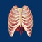 The Respiration ID app covers normal anatomy of respiration through animations and structure id