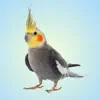 Cockatiel Sounds App Support