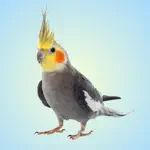 Cockatiel Sounds App Support