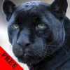 Wild Panther Video and Photo Gallery FREE