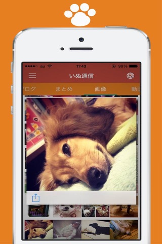いぬ通信 screenshot 2