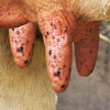 Milk The Cow - Lemondo Entertainment
