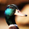 Duck Sounds! App Feedback