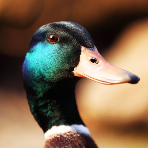 Duck Sounds! Icon