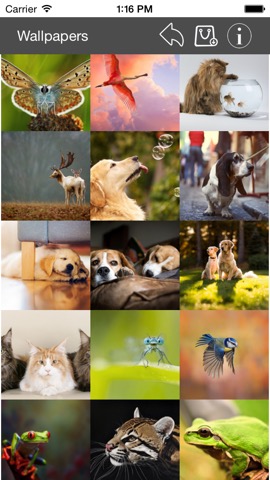 Wallpaper Collection Animals Editionのおすすめ画像4