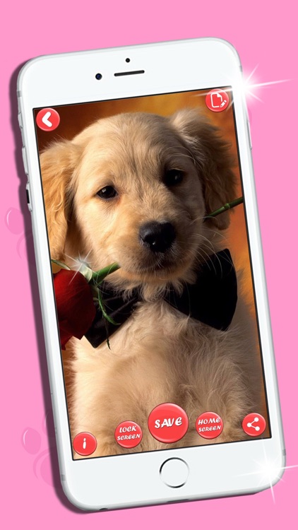 Cute Cats & Dogs HD Wallpapers – Beautiful Pictures And Lock Screen Backgrounds Of Puppies And Kittens screenshot-4