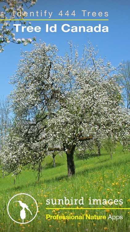 Tree Id Canada - identify over 1000 native Canadian species of Trees, Shrubs and Bushes