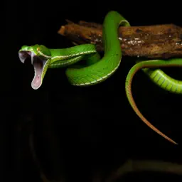 CHI Encyclopedia of Snakes app icon