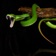 CHI Encyclopedia of Snakes app icon - Education app for iPhone