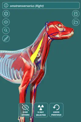 Game screenshot Visual Anatomy - Canine mod apk