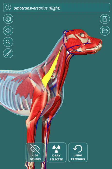 Visual Anatomy - Canine