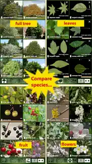 tree id usa - identify over 1000 of america's native species of trees, shrubs and bushes iphone screenshot 4