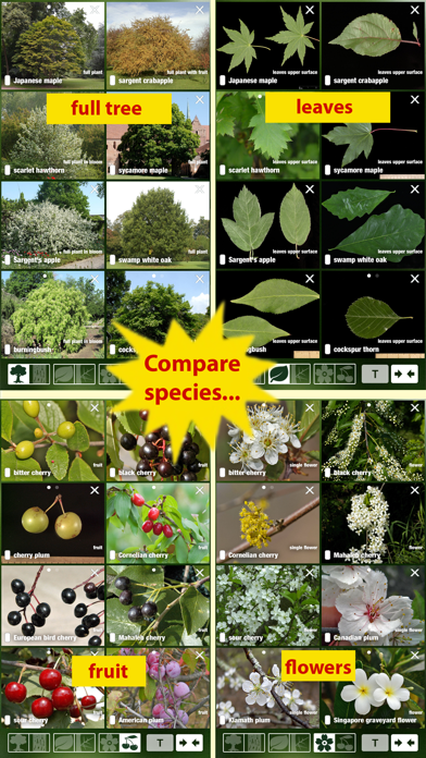 Tree Id USA - identify over 1000 of America's native species of Trees, Shrubs and Bushes Screenshot