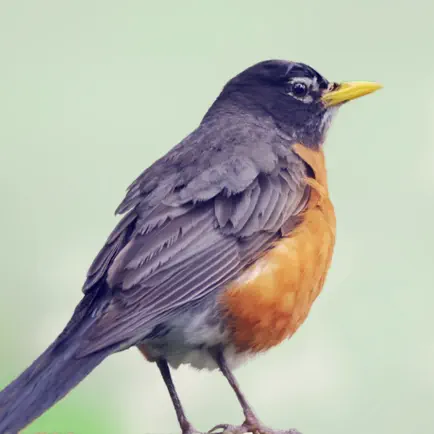 Robin Sounds Читы
