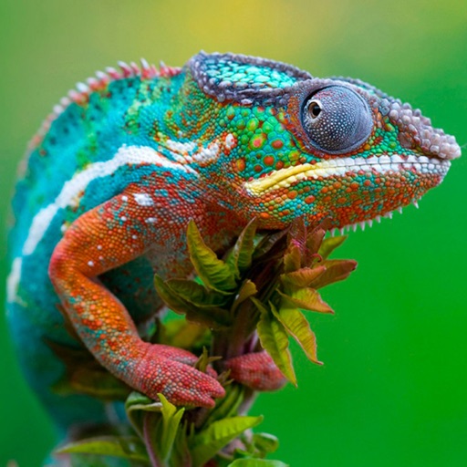 Chameleon Wallpapers HD: Quotes Backgrounds with Art Pictures