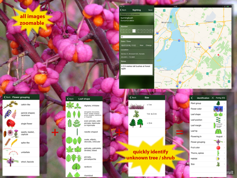 Screenshot #6 pour Tree Id Canada - identify over 1000 native Canadian species of Trees, Shrubs and Bushes
