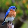Bluebird Sounds - Bird Watching Sound Effects