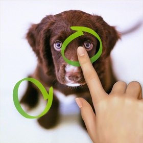 Snímky obrazovky (5) What is different? Animals Edition