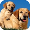 Cute dog wallpapers - iPadアプリ