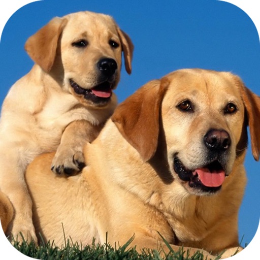 Cute dog wallpapers iOS App