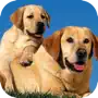 Cute dog wallpapers