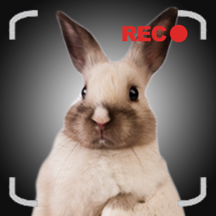 Talking Bunny the Easter Bunny for iPhone