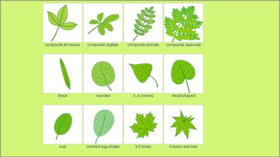 Tree identification Screenshot