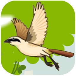 Small Bird Puzzle Game - A fun & addictive puzzle matching game