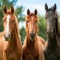 Learn how to train your horse from this app