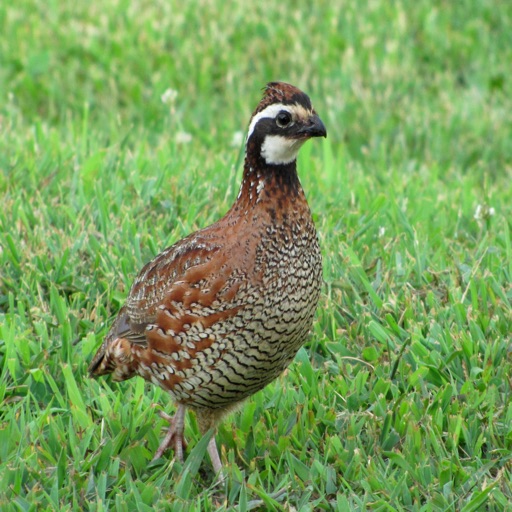 Northern Bobwhite Bird Sounds - Great Sound Effects for Birdwatching iOS App