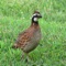 The northern bobwhite, Virginia quail or (in its home range) bobwhite quail (Colinus virginianus) is a ground-dwelling bird native to the United States, Mexico, and the Caribbean