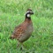 Northern Bobwhite Bird Sounds - Great Sound Effects for Birdwatching