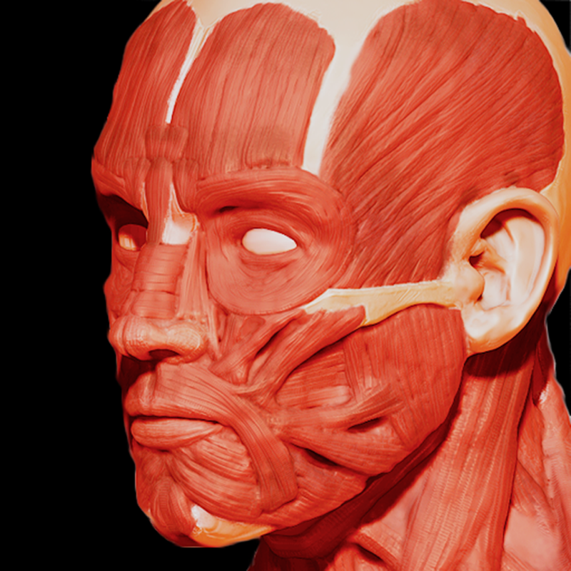 Muscular System 3D (Anatomie)