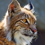 Get Bobcat Sounds! for iOS, iPhone, iPad Aso Report
