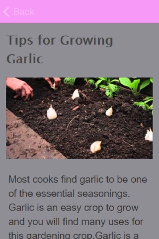 How To Grow Garlic screenshot 2