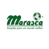 Marasca