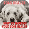 Dog's Health Problems - How To Improve Your Dog's Health+