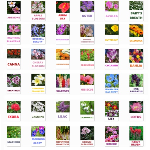 Flower World One Free iOS App