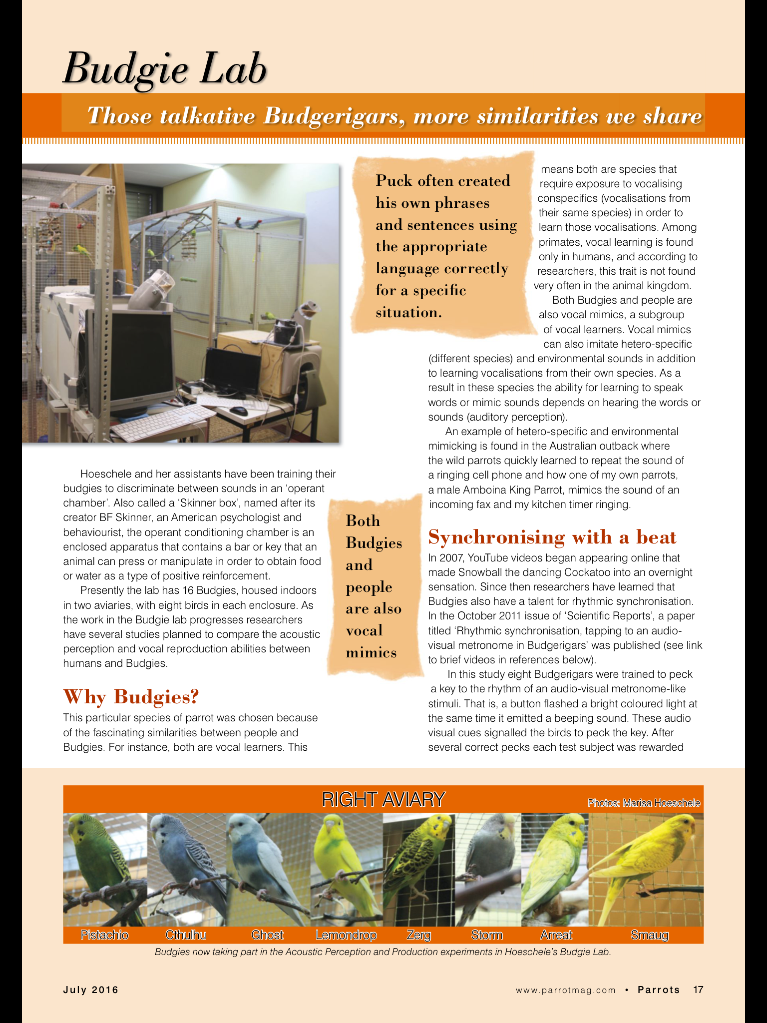 Parrots magazine