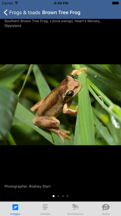 Wildlife Field Guide to Gippsland Lakes