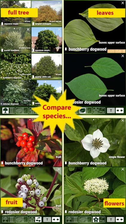 Tree Id Canada - identify over 1000 native Canadian species of Trees, Shrubs and Bushes screenshot-3