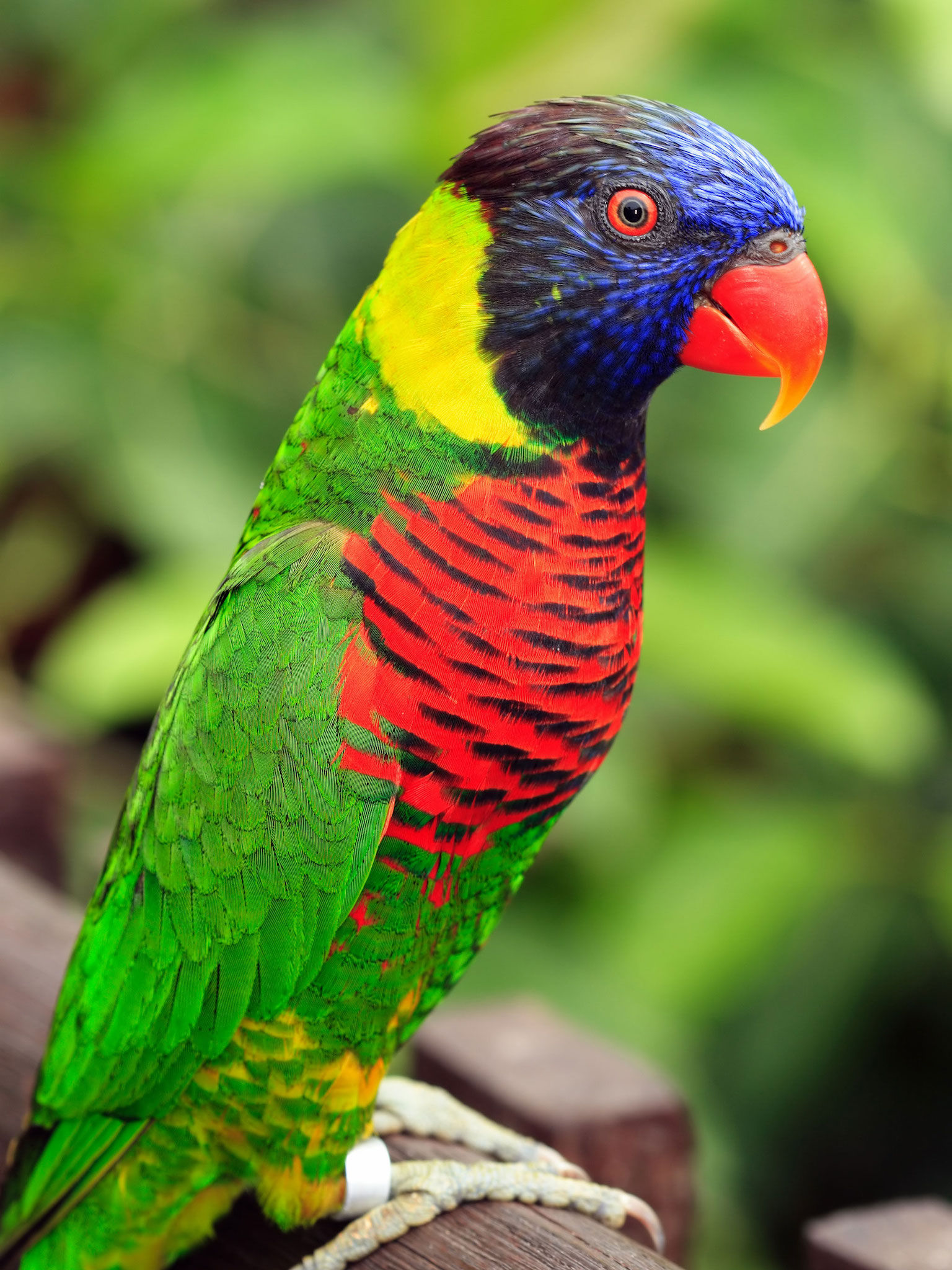 Animal Sounds Quiz  2016: Kids games
