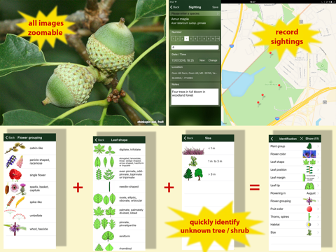 Screenshot #5 for Tree Id USA - identify over 1000 of America's native species of Trees, Shrubs and Bushes