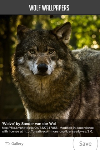 Wolf Wallpaperのおすすめ画像2