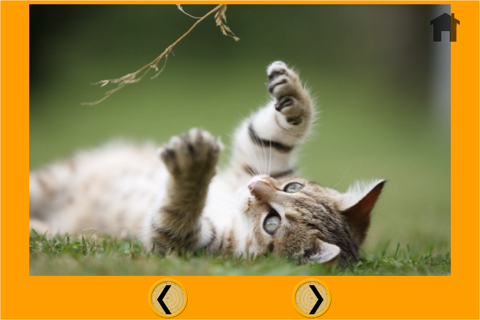 fantastic cats pictures for kids - free screenshot 4